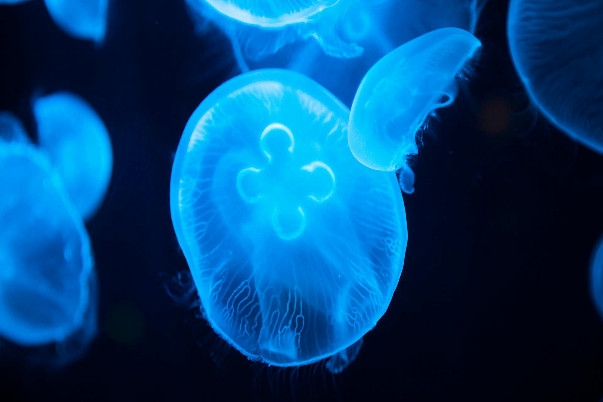 Jellyfish